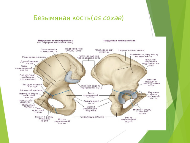 Безымяная кость( os coxae )