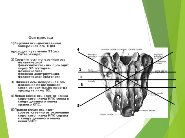 Оси крестца 1)Верхняя ось -дыхательная поперечная ось ПДМ проходит чуть выше S2 (ось Саттерленда) 2) Средняя ось- поперечная ось механической флексии/экстензии проходит через S2. нутация-механическая флексия ,контрнутация-механическая экстензия 3) Нижняя ось- поперечная ось движения подвздошной кости относительно крестца проходит ниже S2 . 4)Левая косая ось идет от конца короткого плеча КПС слева к концу длинного плеча правого КПС. 5)Правая косая ось идет соответственно от окончания короткого плеча КПС справа к концу длинного плеча левогоКПС   4 1 2 3 5