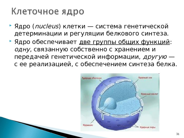 Ядро ( nucleus ) клетки — система генетической детерминации и регуляции белкового синтеза. Ядро обеспечивает две группы общих функций