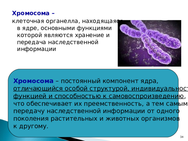 Хромосома –  клеточная органелла, находящаяся  в ядре, основными функциями  которой являются хранение и  передача наследственной  информации Хромосома – постоянный компонент ядра,  отличающийся особой структурой, индивидуальностью,  функцией и способностью к самовоспроизведению ,  что обеспечивает их преемственность, а тем самым и  передачу наследственной информации от одного  поколения растительных и животных организмов  к другому. 22