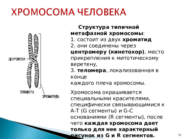      Структура типичной метафазной хромосомы :  1. состоит из двух хроматид  2. они соединены через центромеру (кинетохор) , место прикрепления к митотическому веретену,  3. теломера , локализованная в конце  каждого плеча хромосомы. Хромосома окрашивается специальными красителями, специфически связывающимися к А-Т ( G сегменты) и G-C основаниями ( R сегменты), после чего каждая хромосома дает только для нее характерный рисунок из G и R сегментов. 22