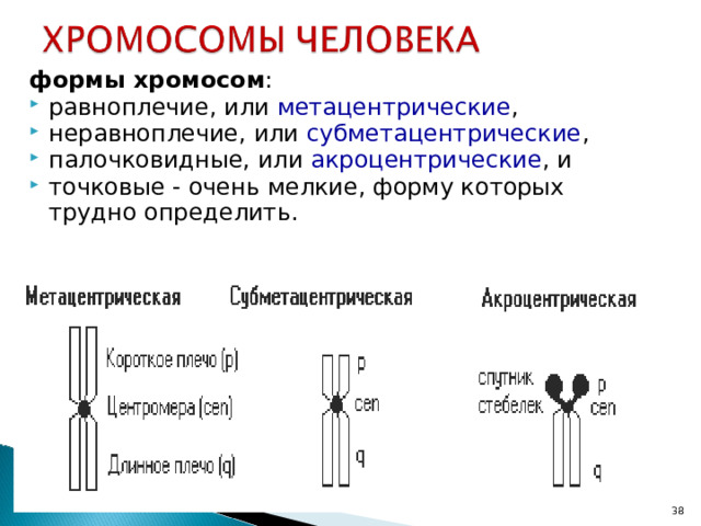 формы хромосом : равноплечие, или метацентрические , неравноплечие, или субметацентрические , палочковидные, или акроцентрические , и точковые - очень мелкие, форму которых трудно определить. 22