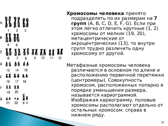 Хромосомы человека принято подразделять по их размерам на 7 групп (А, В, С, D, E, F, G). Если при этом легко отличить крупные (1, 2) хромосомы от мелких (19, 20), метацентрические от акроцентрических (13), то внутри групп трудно различить одну хромосому от другой. Метафазные хромосомы человека различаются в основном по длине и расположению первичной перетяжки (центромеры). Совокупность хромосом, расположенных попарно в порядке уменьшения размера, называется кариограммой. Изображая кариограмму, половые хромосомы располагают отдельно от остальных хромосом: справа в нижнем ряду. 22