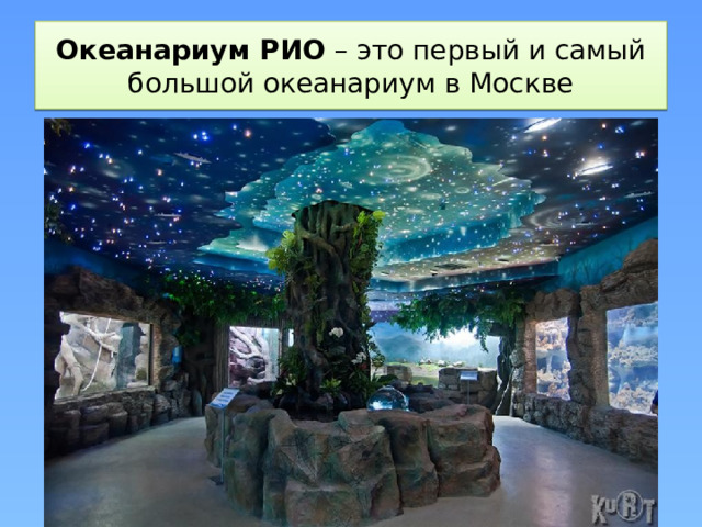 Океанариум РИО  – это первый и самый большой океанариум в Москве