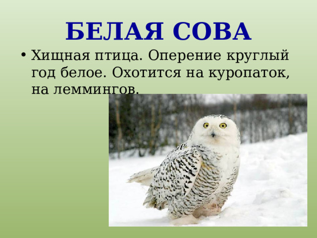 Белая сова