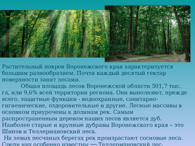 Растительный покров Воронежского края характеризуется большим разнообразием. Почти каждый десятый гектар поверхности занят лесами.             Общая площадь лесов Воронежской области 501,7 тыс. га, или 9,6% всей территории региона. Они выполняют, прежде всего, защитные функции - водоохранные, санитарно-гигиенические, оздоровительные и другие. Лесные массивы в основном приурочены к долинам рек. Самым распространенным деревом наших лесов является дуб. Наиболее старые и крупные дубравы Воронежского края – это Шипов и Теллермановский леса.  На левых песчаных берегах рек произрастают сосновые леса. Среди них особенно известны  ── Теллермановский лес.