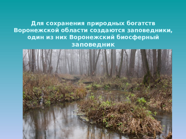 Для сохранения природных богатств Воронежской области создаются заповедники, один из них Воронежский биосферный заповедник