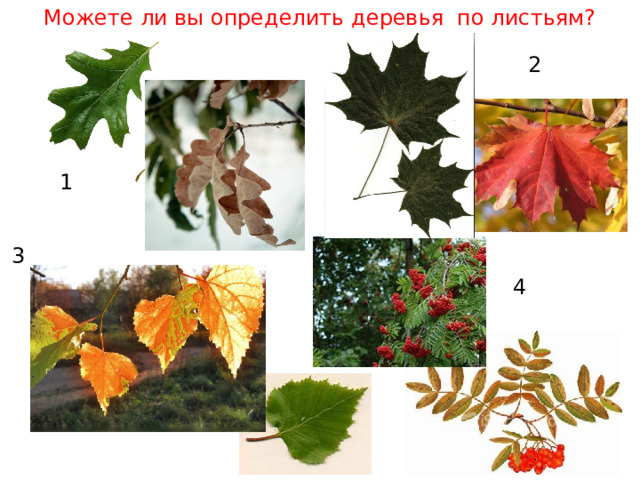Можете ли вы определить деревья по листьям? 2 1 3 4