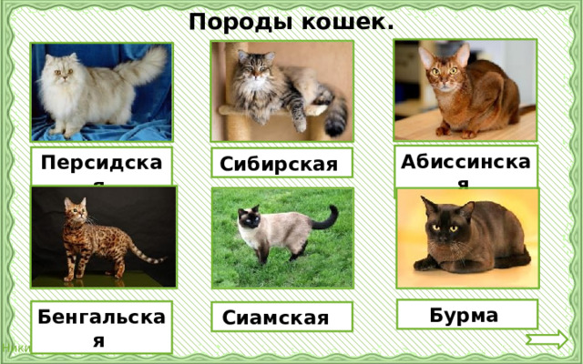 Породы кошек. Абиссинская Персидская Сибирская Бурма Бенгальская Сиамская