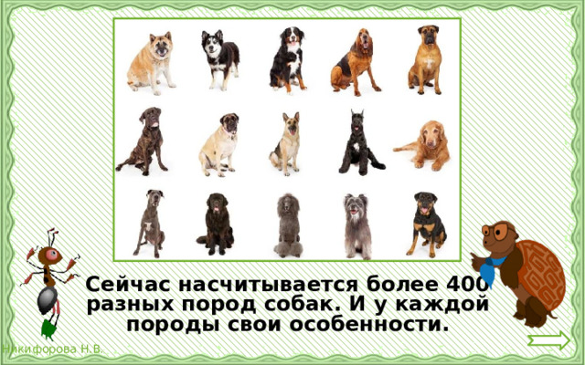 Сейчас насчитывается более 400 разных пород собак. И у каждой породы свои особенности.