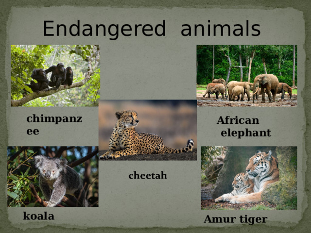 Endangered animals chimpanzee African elephant koala Amur tiger