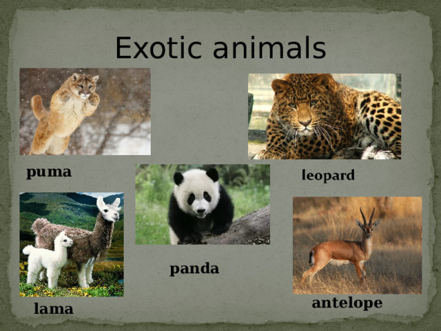 Exotic animals puma panda antelope lama