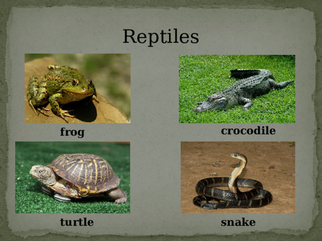 Reptiles crocodile frog turtle snake