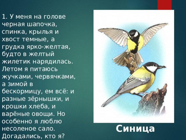 1. У меня на голове черная шапочка, спинка, крылья и хвост темные, а грудка ярко-желтая, будто в желтый жилетик нарядилась. Летом я питаюсь жучками, червячками, а зимой в бескормицу, ем всё: и разные зёрнышки, и крошки хлеба, и варёные овощи. Но особенно я люблю несоленое сало. Догадались, кто я? Синица