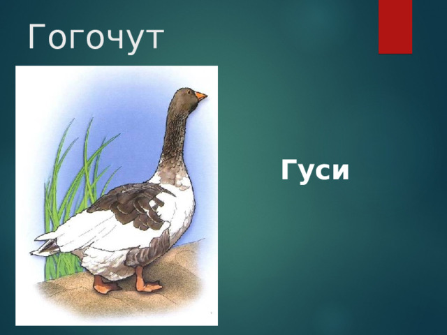 Гогочут Гуси