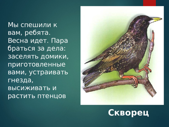 Мы спешили к вам, ребята. Весна идет. Пара браться за дела: заселять домики, приготовленные вами, устраивать гнезда, высиживать и растить птенцов Скворец