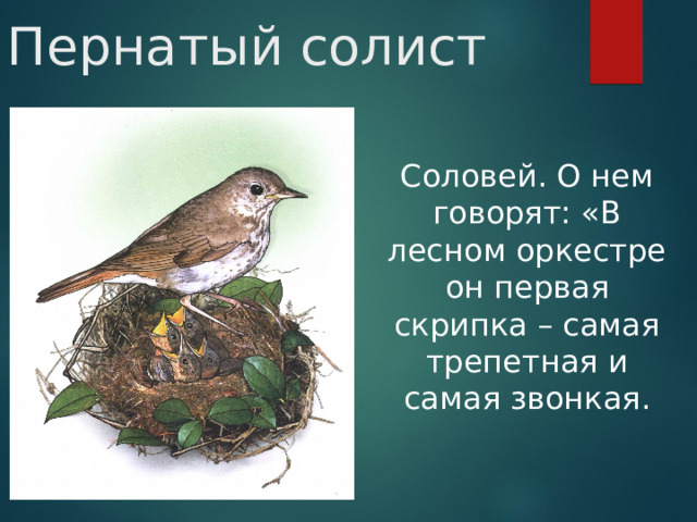 Пернатый солист Соловей. О нем говорят: «В лесном оркестре он первая скрипка – самая трепетная и самая звонкая.