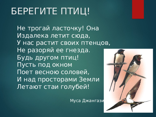 БЕРЕГИТЕ ПТИЦ! Не трогай ласточку! Она Издалека летит сюда, У нас растит своих птенцов, Не разоряй ее гнезда. Будь другом птиц! Пусть под окном Поет весною соловей, И над просторами Земли Летают стаи голубей!  Муса Джангазиев