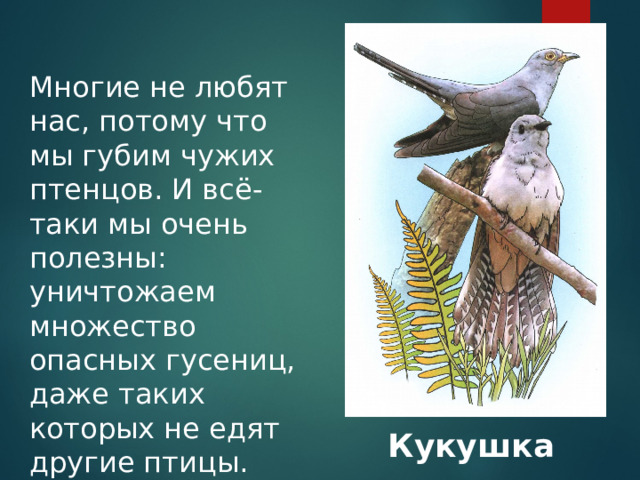 Многие не любят нас, потому что мы губим чужих птенцов. И всё-таки мы очень полезны: уничтожаем множество опасных гусениц, даже таких которых не едят другие птицы. Кукушка