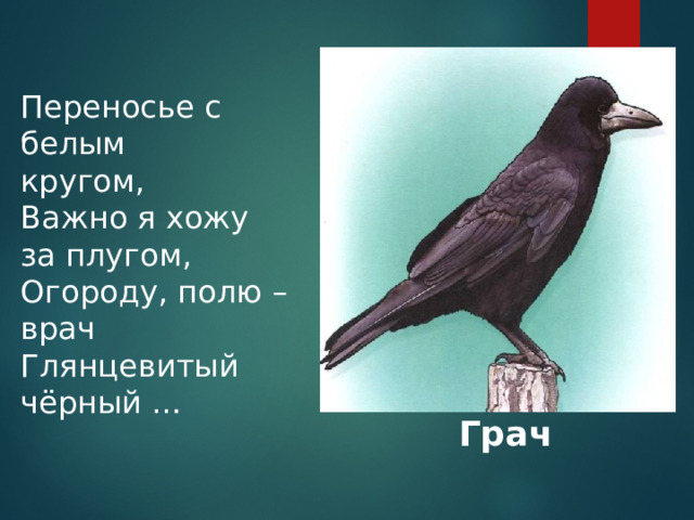 Переносье с белым кругом, Важно я хожу за плугом, Огороду, полю – врач Глянцевитый чёрный … Грач