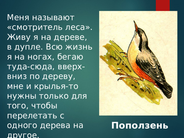 Меня называют «смотритель леса». Живу я на дереве, в дупле. Всю жизнь я на ногах, бегаю туда-сюда, вверх-вниз по дереву, мне и крылья-то нужны только для того, чтобы перелетать с одного дерева на другое.  Поползень