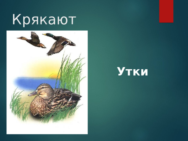 Крякают Утки