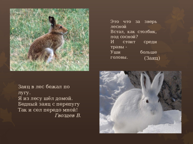 Это что за зверь лесной Встал, как столбик, под сосной? И стоит среди травы - Уши больше головы. (Заяц) Заяц в лес бежал по лугу.  Я из лесу шёл домой.  Бедный заяц с перепугу  Так и сел передо мной! Гвоздев В.