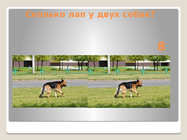 Сколько лап у двух собак?      8