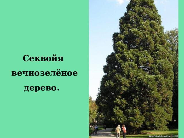 Секвойя вечнозелёное дерево.