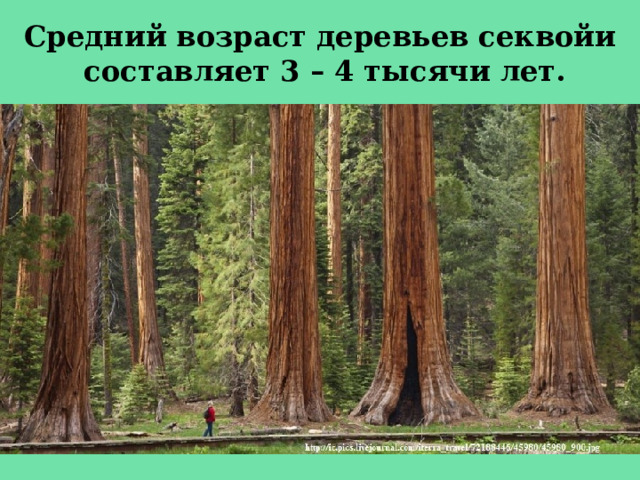 Средний возраст деревьев секвойи  составляет 3 – 4 тысячи лет.