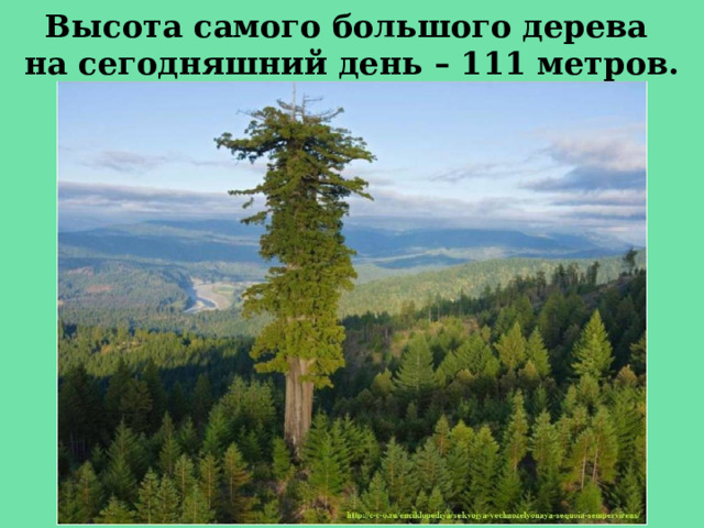 Высота самого большого дерева  на сегодняшний день – 111 метров.