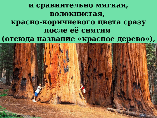 Кора  очень толстая, до 30 см толщиной,  и сравнительно мягкая, волокнистая,  красно-коричневого цвета сразу после её снятия  (отсюда название «красное дерево»),  со временем темнеет. 