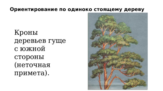 Ориентирование по одиноко стоящему дереву   Кроны деревьев гуще с южной стороны (неточная примета).
