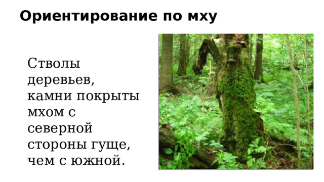 Ориентирование по мху   Стволы деревьев, камни покрыты мхом с северной стороны гуще, чем с южной.