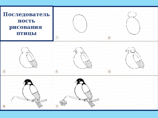 Последовательность  рисования птицы