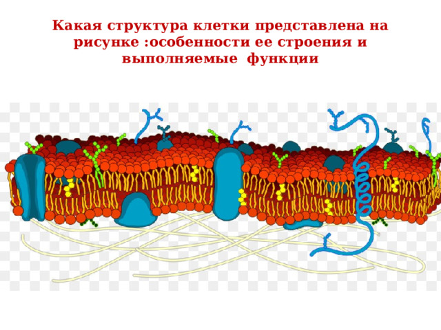 Какая структура клетки представлена на рисунке :особенности ее строения и выполняемые функции