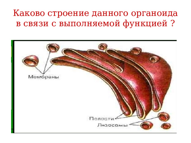 Каково строение данного органоида в связи с выполняемой функцией ?