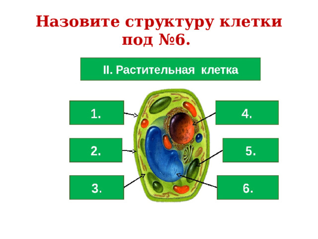 Клетка является единицей живого. Клетка структурная и функциональная. Клетка единица живого. Основная структурная и функциональная единица живых организмов. Связанные со структурными клеток.