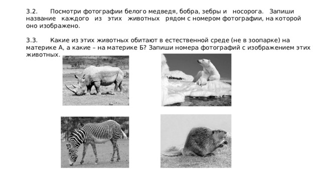 На следующей странице представлены фотографии белого медведя бобра зебры и носорога запиши название