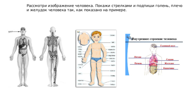 Рассмотри изображение человека. Покажи стрелками и подпиши голень, плечо и желудок человека так, как показано на примере.