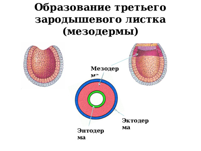 Образование третьего зародышевого листка (мезодермы) Мезодерма Эктодерма Энтодерма