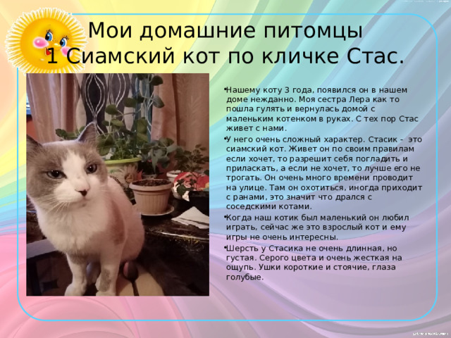 Мои домашние питомцы  1 Сиамский кот по кличке Стас.