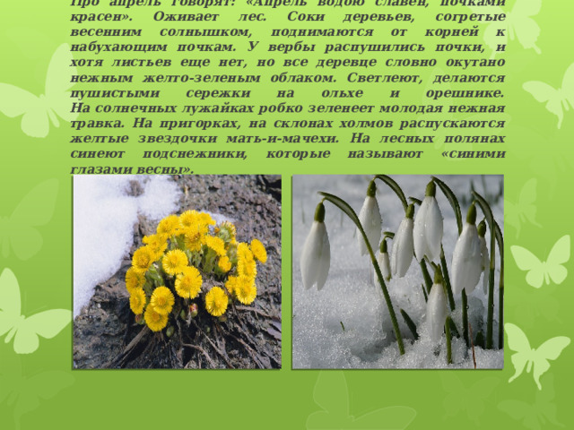 Про апрель говорят: «Апрель водою славен, почками красен». Оживает лес. Соки деревьев, согретые весенним солнышком, поднимаются от корней к набухающим почкам. У вербы распушились почки, и хотя листьев еще нет, но все деревце словно окутано нежным желто-зеленым облаком. Светлеют, делаются пушистыми сережки на ольхе и орешнике.  На солнечных лужайках робко зеленеет молодая нежная травка. На пригорках, на склонах холмов распускаются желтые звездочки мать-и-мачехи. На лесных полянах синеют подснежники, которые называют «синими глазами весны».