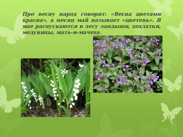 Про весну народ говорит: «Весна цветами красна», а месяц май называет «цветень». В мае распускаются в лесу ландыши, хохлатки, медуницы, мать-и-мачеха.