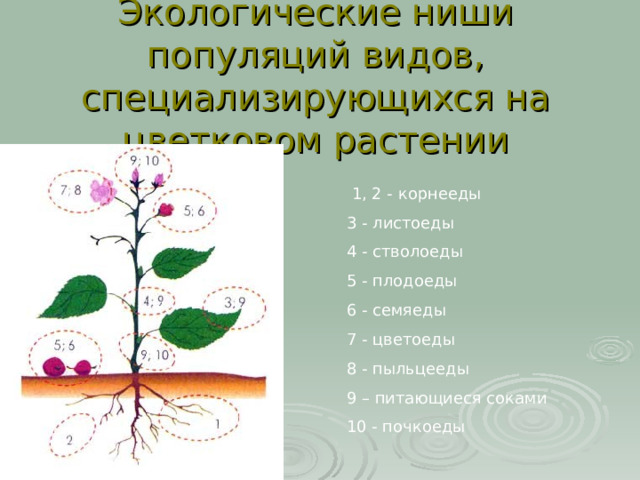 Экологические ниши популяций видов, специализирующихся на цветковом растении  1, 2 - корнееды 3 - листоеды 4 - стволоеды 5 - плодоеды 6 - семяеды 7 - цветоеды 8 - пыльцееды 9 – питающиеся соками 10 - почкоеды