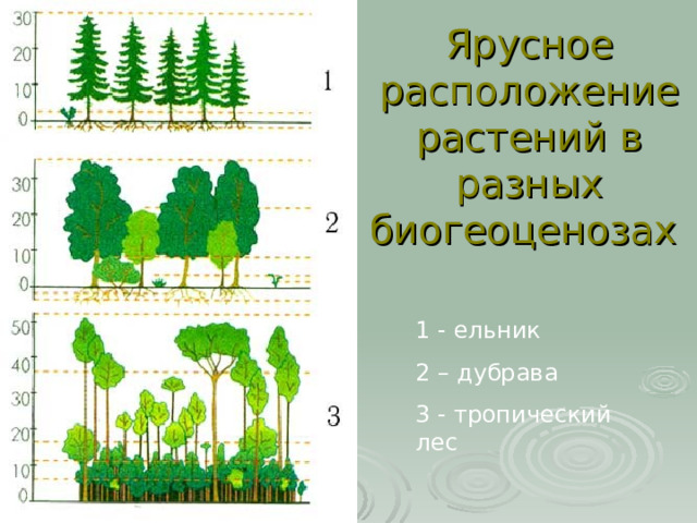 Ярусное расположение растений в разных биогеоценозах  1 - ельник 2 – дубрава 3 - тропический лес