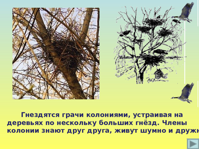Гнездятся грачи колониями, устраивая на деревьях по нескольку больших гнёзд. Члены колонии знают друг друга, живут шумно и дружно .
