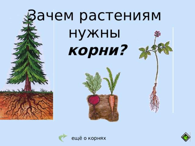 Зачем растениям нужны корни? ещё о корнях