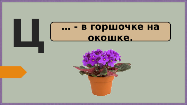 Ц … - в горшочке на окошке.