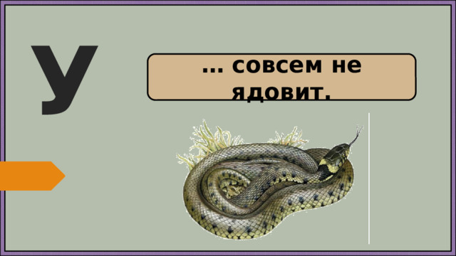 У … совсем не ядовит.